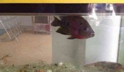 Aquarium Fish In Nagpur (एक्वेरियम फिश, नागपुर).